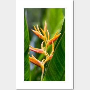Tropical Heliconia Floral Photography Posters and Art